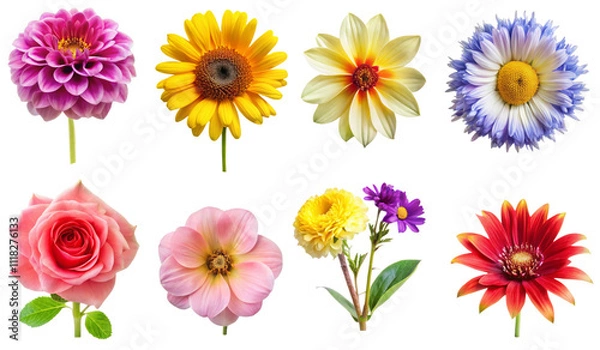 Fototapeta Set of eight various flowers isolated on transparent background