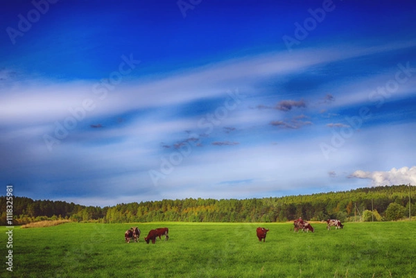 Obraz cows in the field