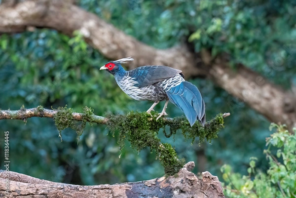 Obraz A family of Kalij pheasant feeds on seeds in a bird hide on the foothills of Sattal, Uttarakhand 