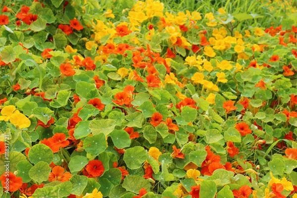 Obraz ナスタチウムの花畑