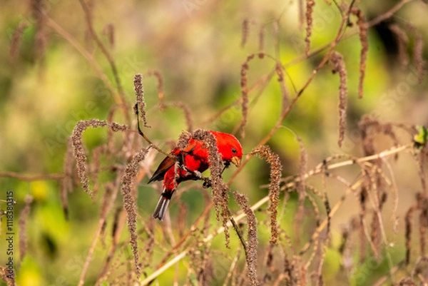 Obraz A scarlet finch perched on a bush in the mountains of chopta in Uttarakhand, India