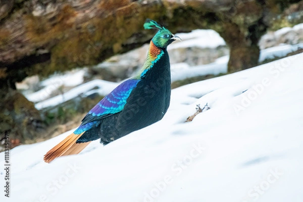 Obraz A beautiful himalayan Monal forging on the ground underneath snow on the mountain of Tunganath in Chopta, Uttarakhand 