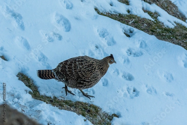 Obraz A beautiful himalayan Monal forging on the ground underneath snow on the mountain of Tunganath in Chopta, Uttarakhand 