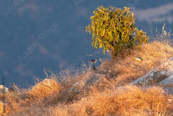Obraz A cheer pheasant standing on top of a boulder on top of a mountain on the outskirts of Rudraprayag, Uttarakhand 