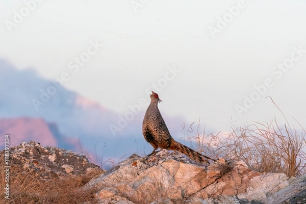 Obraz A cheer pheasant standing on top of a boulder on top of a mountain on the outskirts of Rudraprayag, Uttarakhand 