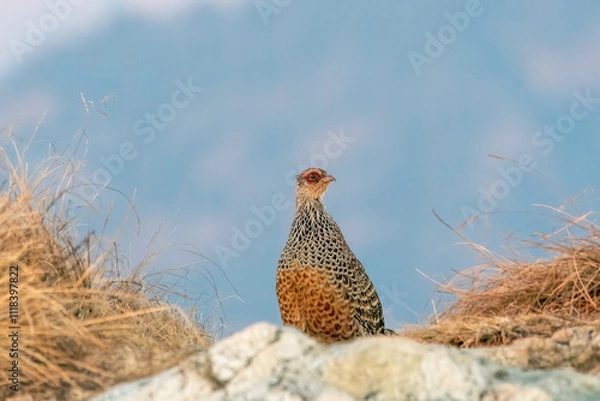 Obraz A cheer pheasant standing on top of a boulder on top of a mountain on the outskirts of Rudraprayag, Uttarakhand 