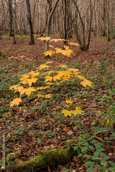 Obraz Jesienny las ,strumień , 
