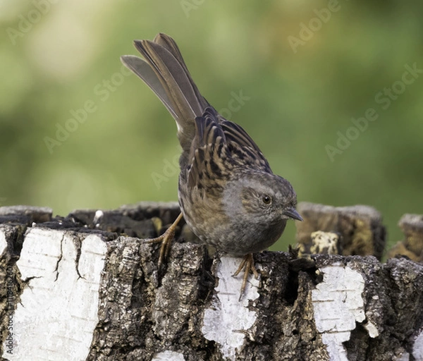 Obraz Dunnock