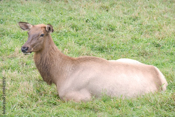 Obraz cerf dans le gazon