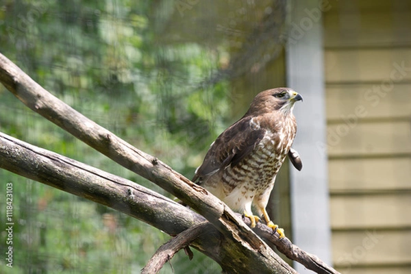 Obraz oiseau petite buse