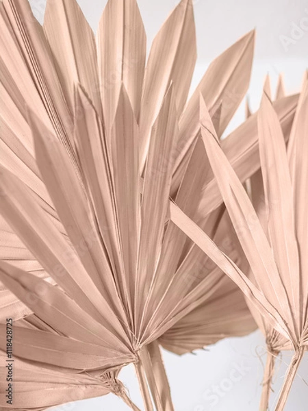 Fototapeta Dried fan shaped tropical palm tree leaves