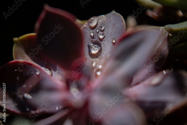 Fototapeta succulent