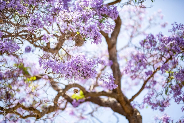 Fototapeta Jacaranda