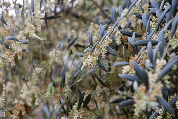 Fototapeta Olive tree branch