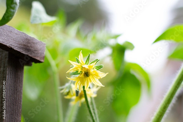 Fototapeta yellow flower 