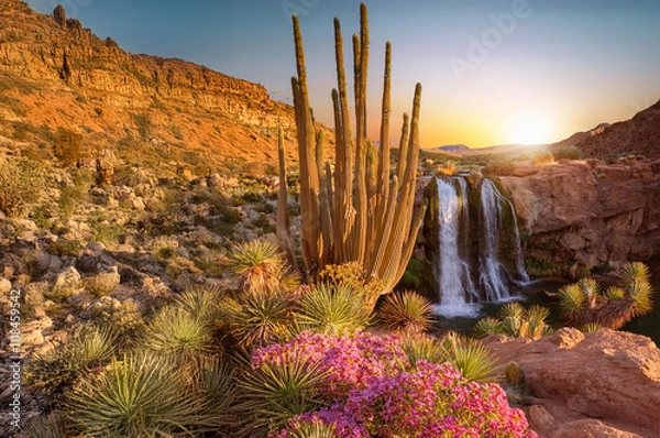 Fototapeta landscape with cactus