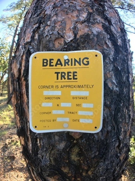 Obraz Bearing Tree