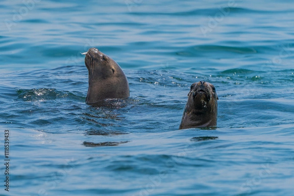 Obraz Two Peruvian seals hunting sardines