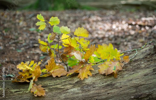 Fototapeta The yellow leaves of an oak tree. Fallen leaves on the ground. Autumn in Germany