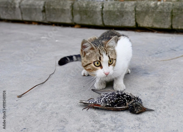 Fototapeta A feral street cat engaging with a captured starling on urban pavement, showcasing raw animal instincts and predatory behavior.