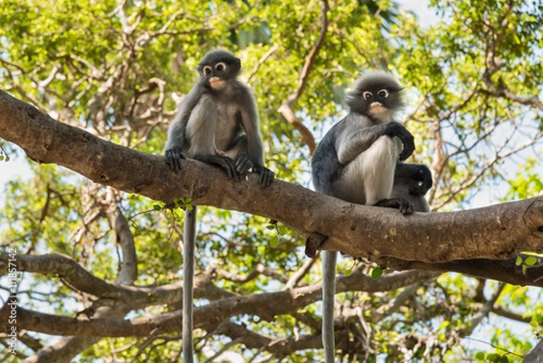 Fototapeta Dusky Leaf Monkey, Dusky langur, Spectacled langur