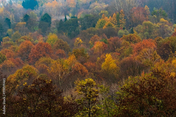 Fototapeta autumn colors visible on the trees