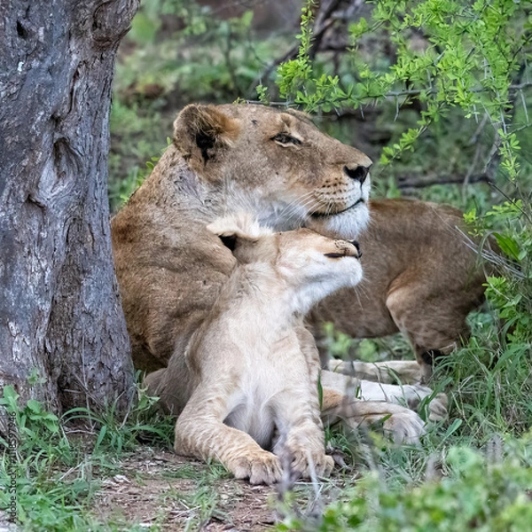 Fototapeta LIoness and Cub at Rest