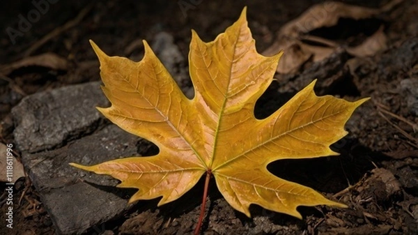 Fototapeta maple leaf 