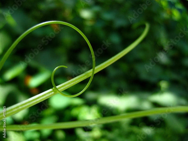 Fototapeta liane en spirale