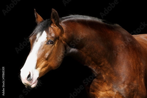Obraz Brauner mit Blesse vor schwarzem Hintergrund