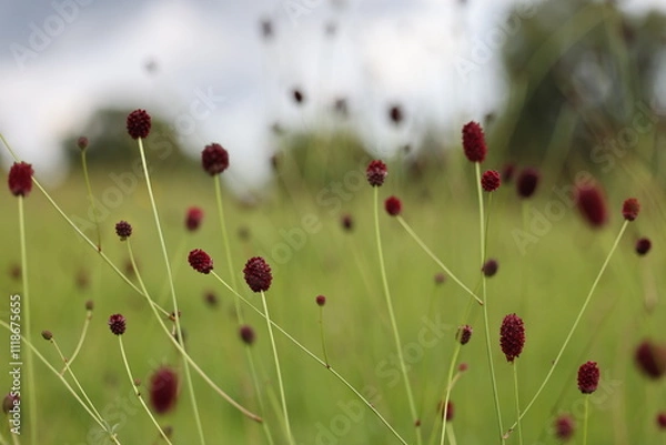 Obraz Großer Wiesenknopf
