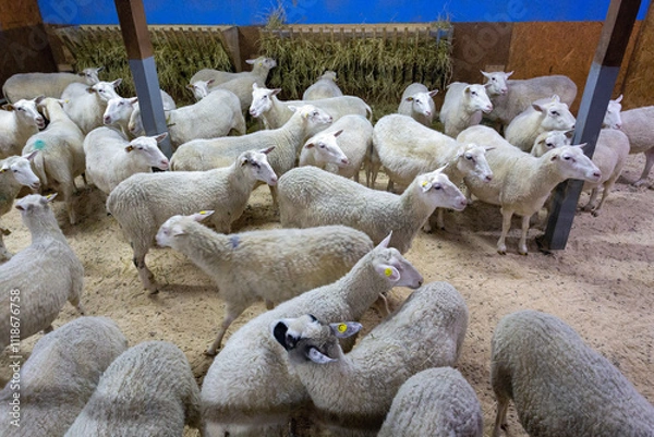 Fototapeta A flock of white sheep in a paddock