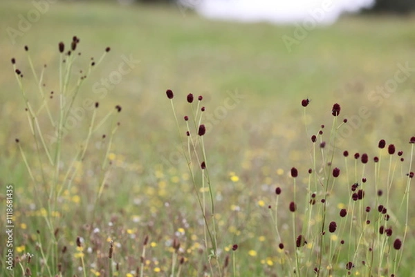 Obraz Großer Wiesenknopf