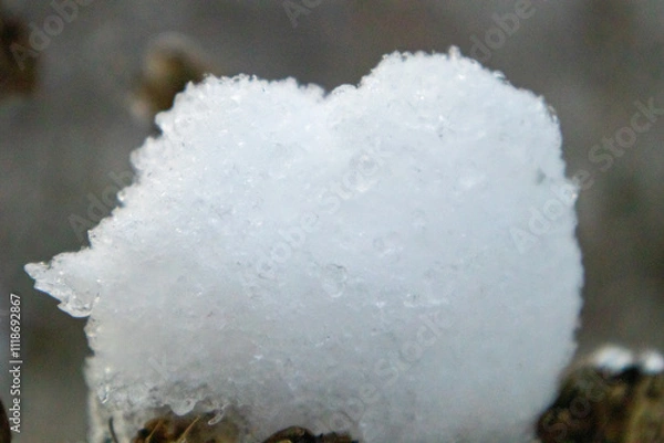 Obraz frost on a tree