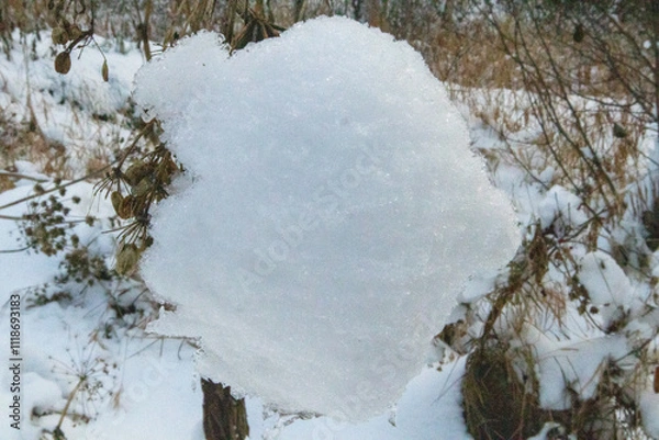 Obraz snow covered trees in winter