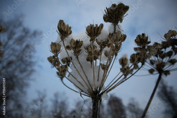 Obraz tree in the sky