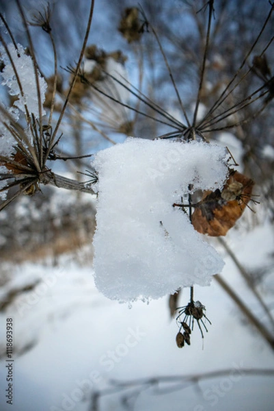 Obraz snow covered bush