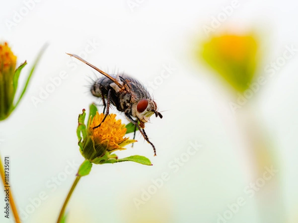 Obraz bee on flower