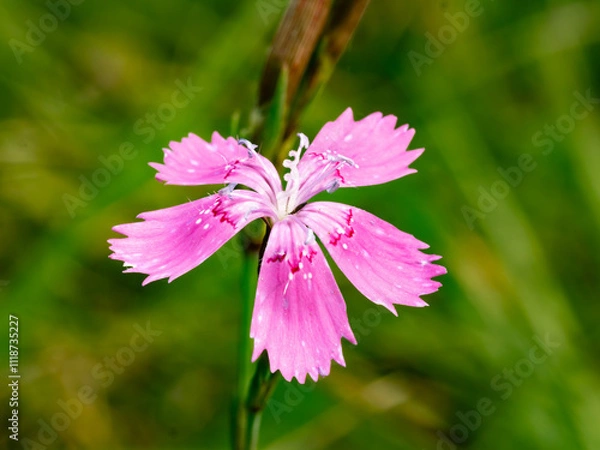 Obraz pink cosmos flower