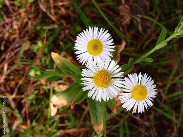 Obraz daisy flower