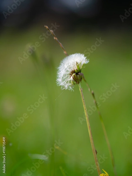 Obraz dandelion seed head