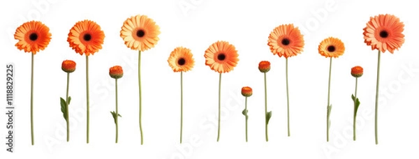 Fototapeta Orange gerbera daisies arranged in row on transparent background, botanical pattern concept