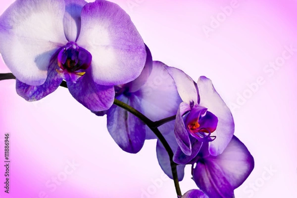 Fototapeta Cascading Orchid