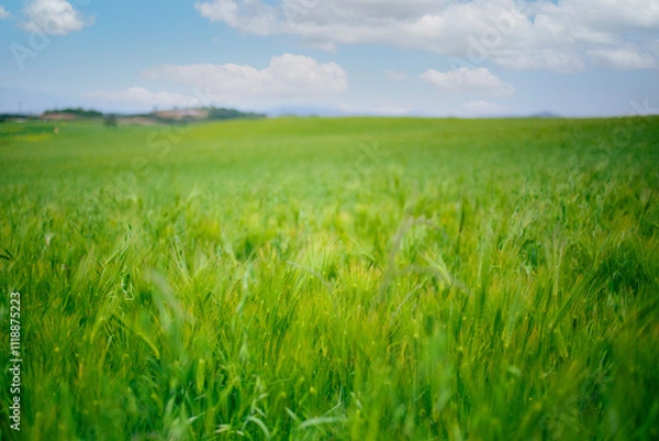 Fototapeta 청보리밭