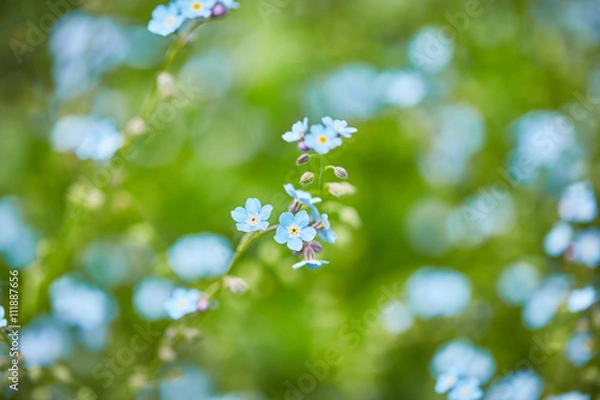 Obraz forget-me-not