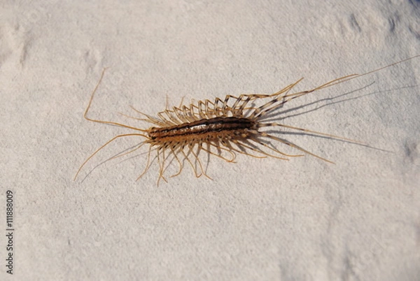 Obraz  scutigère véloce