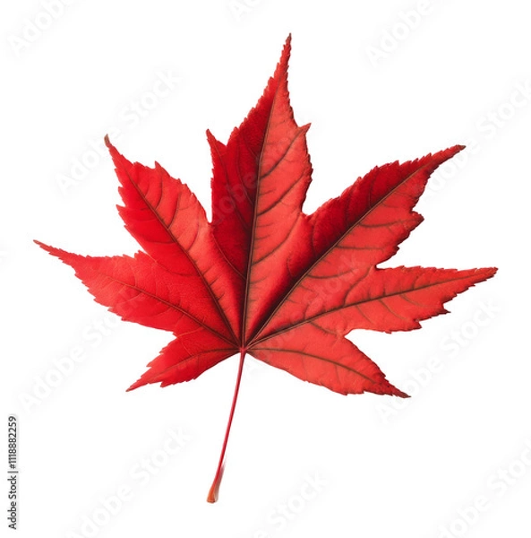 Fototapeta Red maple leaf isolated on transparent background