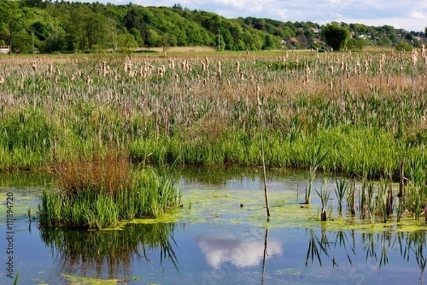 Fototapeta Beautiful wetland scenery at springtime with blue sky and reflection in the water