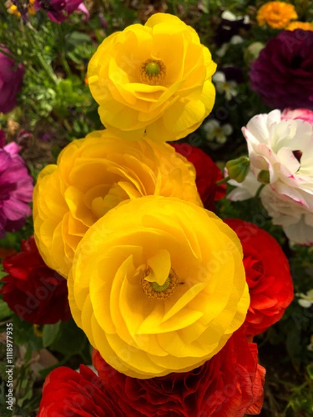 Obraz 노란색 라넌큘러스 꽃 