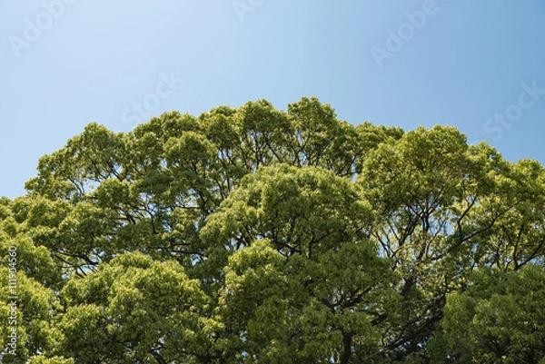 Obraz Large Cinnamomum Camphora